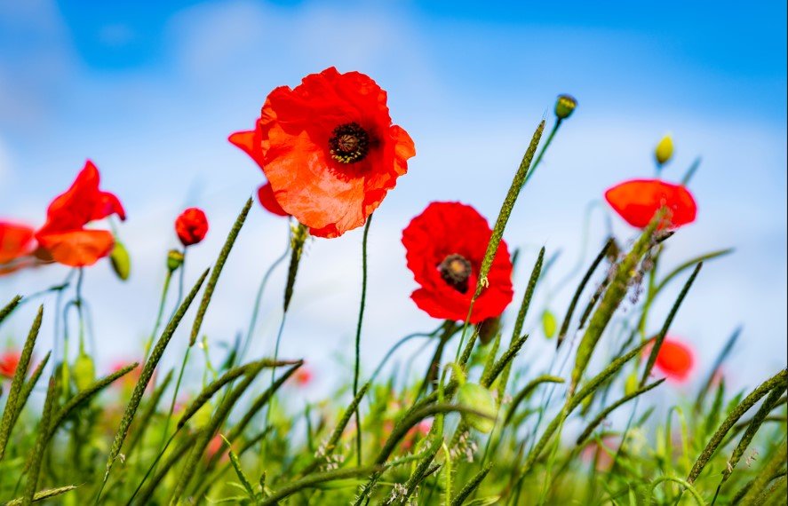 Red poppies against a blue sky with green grass