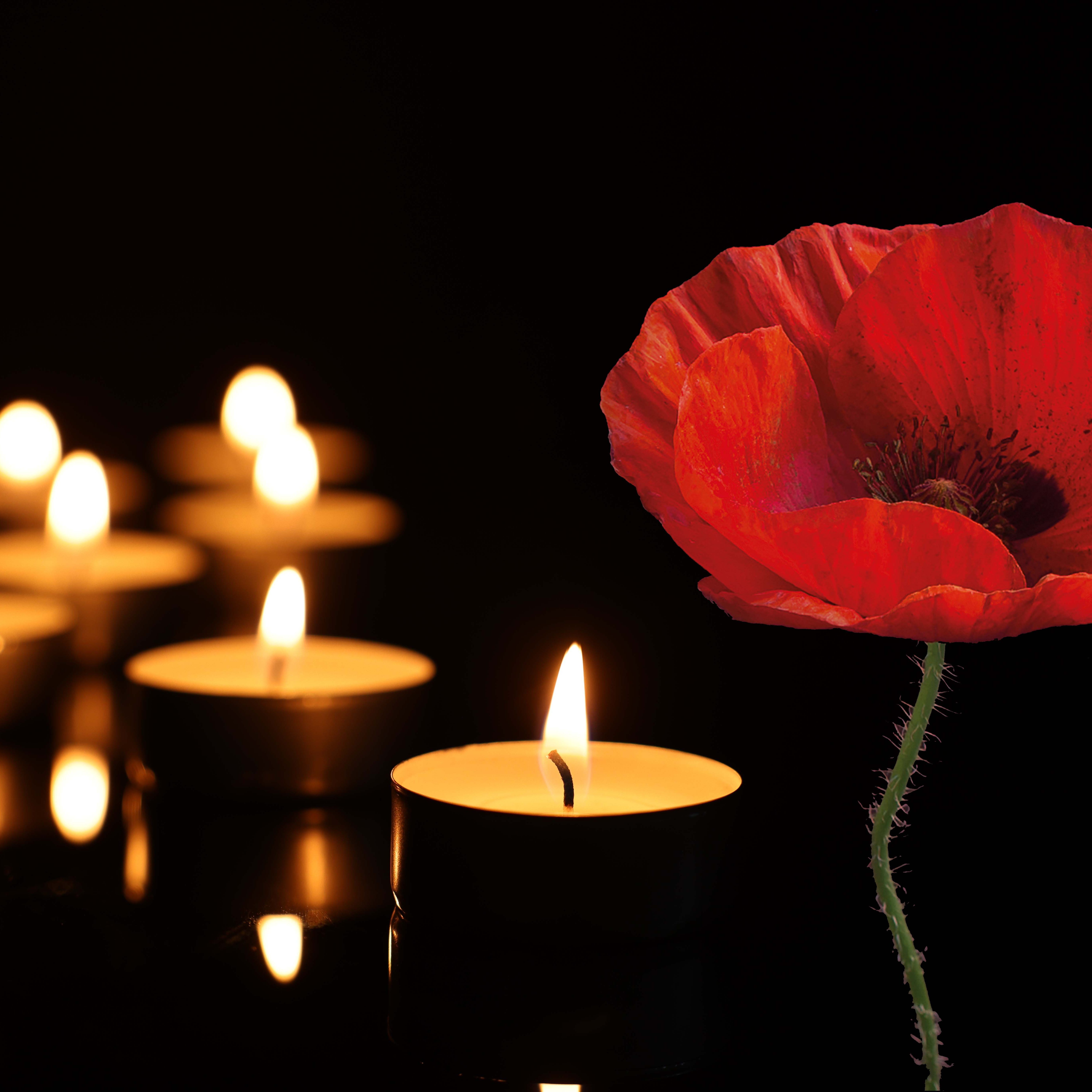 Poppy and tealights on a black background